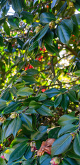 Camellia japonica, known as common camellia, or Japanese camellia, red flower on bush. bunch of...