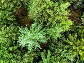 A stunning aerial view of a lush green forest with vibrant foliage showcases the beauty of nature and biodiversity