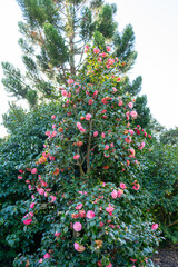 Camellia japonica, known as common camellia, or Japanese camellia, red flower on bush. bunch of...