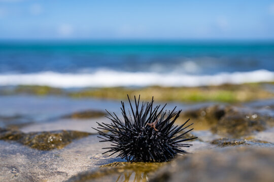 The diadema urchin or blue-black urchin (Echinothrix diadema) is a species of tropical sea urchin, member of the Diadematidae family. Laniakea Beach, North Shore, Oahu Hawaii