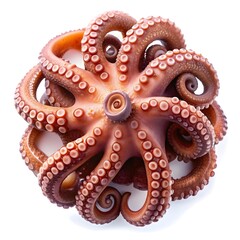 Obraz premium octopus tentacles isolated on white background.