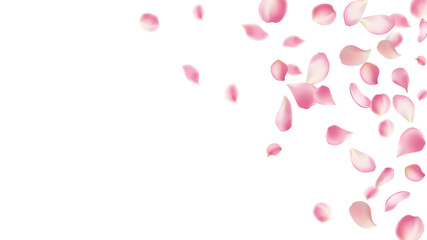 Rose petals or sakura flying petals, romantic background with realistic pink cherry flower petals flow or falling motion. Love, romance, floral spring season,cherry blossom