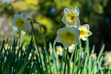 bunchflower daffodil &ldquo;Narcissus tazetta&rdquo; beautiful white flowers in the park, also known as Paperwhite