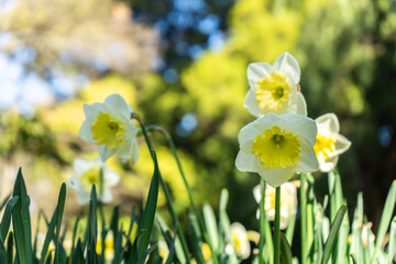 Obraz premium bunchflower daffodil “Narcissus tazetta” beautiful white flowers in the park, also known as Paperwhite