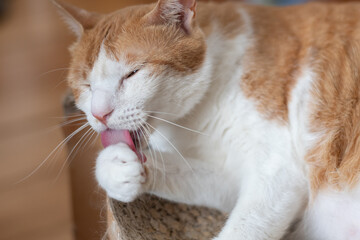 毛繕いをする猫　茶トラ白