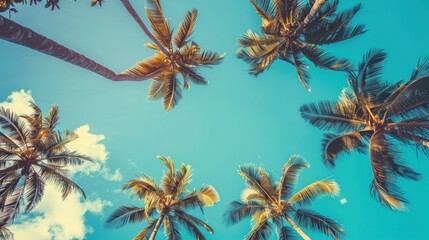 Palm Trees Against a Blue Sky with White Clouds