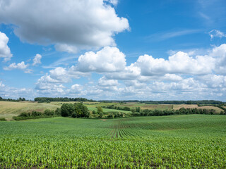 cornfield in rural countryside of french champagne ardennes