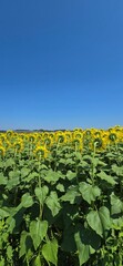 Sunflower nature in the summer
