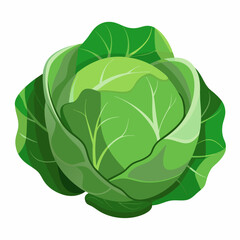 Cabbage art vector illustrator