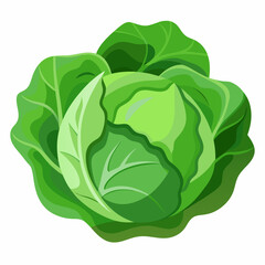 Cabbage art vector illustrator