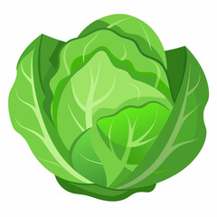 Cabbage art vector illustrator