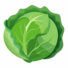 Cabbage art vector illustrator