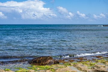 The green sea turtle (Chelonia mydas), green turtle, black (sea) turtle or Pacific green turtle, is a large species of sea turtles of the family Cheloniidae. Laniakea Beach, North Shore, Oahu Hawaii