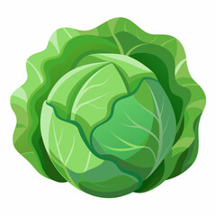 Cabbage art vector illustrator