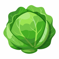 Cabbage art vector illustrator