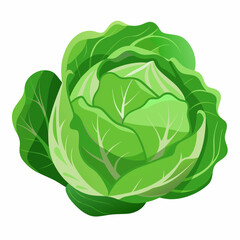 Cabbage art vector illustrator