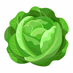 Cabbage art vector illustrator
