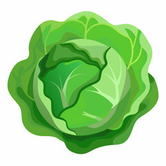 Cabbage art vector illustrator