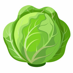 Cabbage art vector illustrator