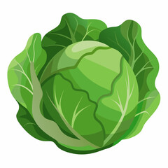 Cabbage art vector illustrator