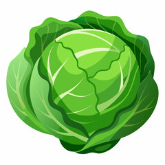 Cabbage art vector illustrator