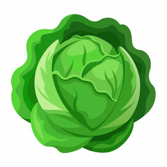Cabbage art vector illustrator