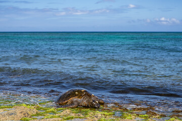 The green sea turtle (Chelonia mydas), green turtle, black (sea) turtle or Pacific green turtle, is a large species of sea turtles of the family Cheloniidae. Laniakea Beach, North Shore, Oahu Hawaii