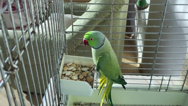 Green necklace parrot sits in a cage and says something. close-up of poultry. High quality 4k footage with slow motion