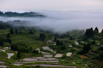 棚田を厚い霧が覆う春の田園風景