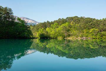 シンメトリーが美しい池と樹木