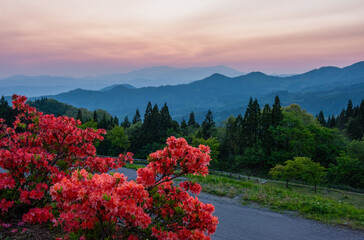 夕焼けの赤い空の手前に真っ赤なツツジ