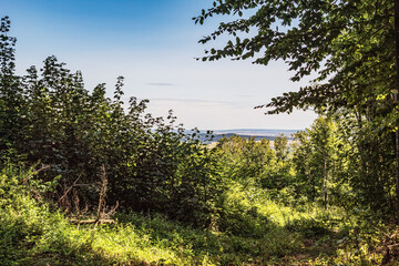 Landscapes - Forest - Europe, Romania, Suceava region