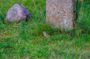 The Sind sparrow (Passer pyrrhonotus) walks through a meadow, on a summer evening, looking for food, close-up, horizontal