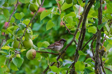 Obraz premium A house sparrow (Passer domesticus) perches in a pear tree, looking for various insects, looking around, close up, horizontally