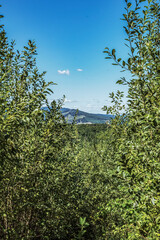 Landscapes - Forest - Europe, Romania, Suceava region