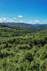 Landscapes - Forest - Europe, Romania, Suceava region