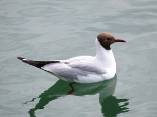 Mouette