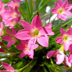 Fototapeta premium Pink rain lily also known as zephyranthes rosea flowers