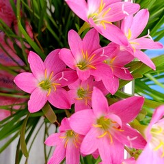 Pink rain lily also known as zephyranthes rosea, cuban zephyr lily, rosy rain lily, rose fairy lily, rose zephyr lily