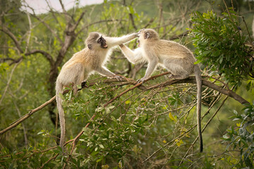 Two young vervet monkeys sitting on thin branches in their bush habitat, come to blows as they face...