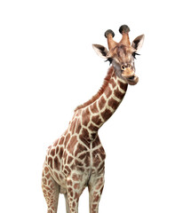 Cute chewing curiosity giraffe. The giraffe with open mouth looks interested. Animal stares interestedly. Isolated on white background