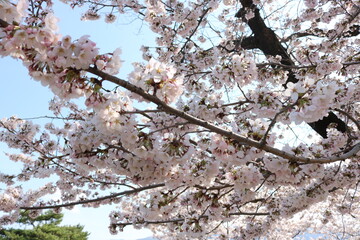 桜