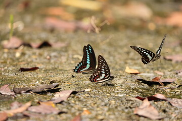 Meyer's Jay (Graphium meyeri) is a species of butterfly of the family Papilionidae, that is found in Sulawesi. 
