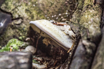 Macro  - Forest - Europe, Romania, Suceava region