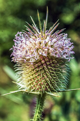 Macro  - Forest - Europe, Romania, Suceava region