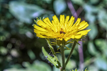 Macro  - Forest - Europe, Romania, Suceava region