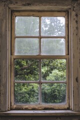Window with Tree Background