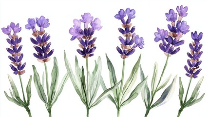 Watercolor lavender clipart with delicate purple flowers and green stems