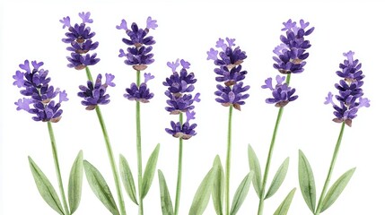 Naklejka premium Watercolor lavender clipart with delicate purple flowers and green stems