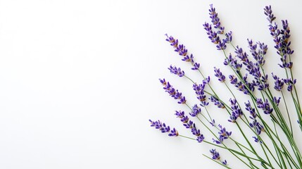 Top view of fresh lavender sprigs on a clean white background, with a minimalist touch.
